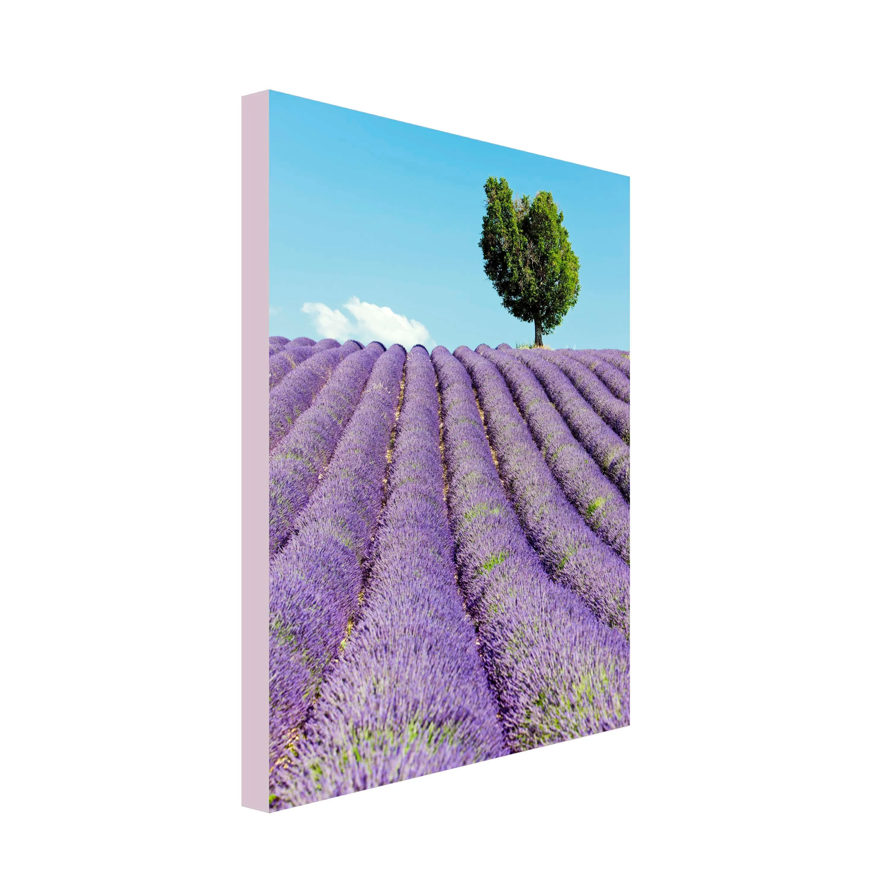 Lavender Days a Art Canvas