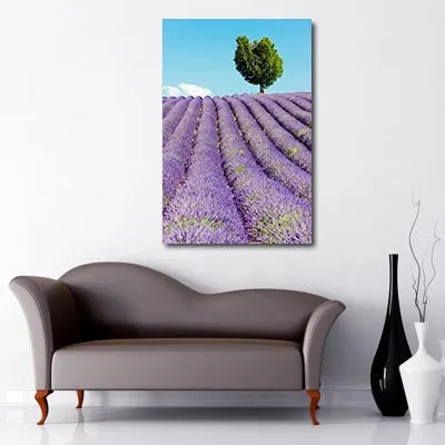 Lavender Days a Art Canvas